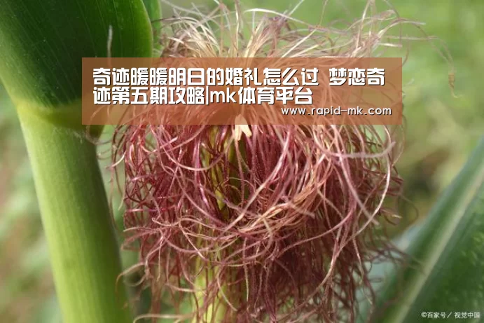 mk体育官网